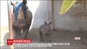 В ізраїльському сафарі-парку показали малюка носорога