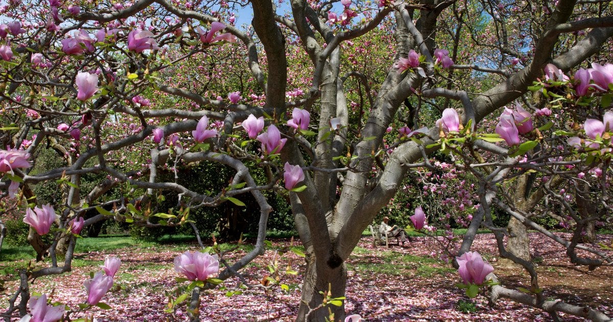 Магнолія