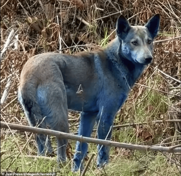Синие собаки в Чернобыле / Фото: Dogs of Chernobyl