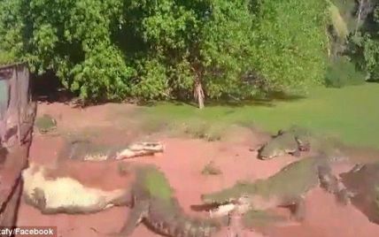 Очевидцы сняли жуткое видео, на котором голодный крокодил отгрызает конечность другой рептилии