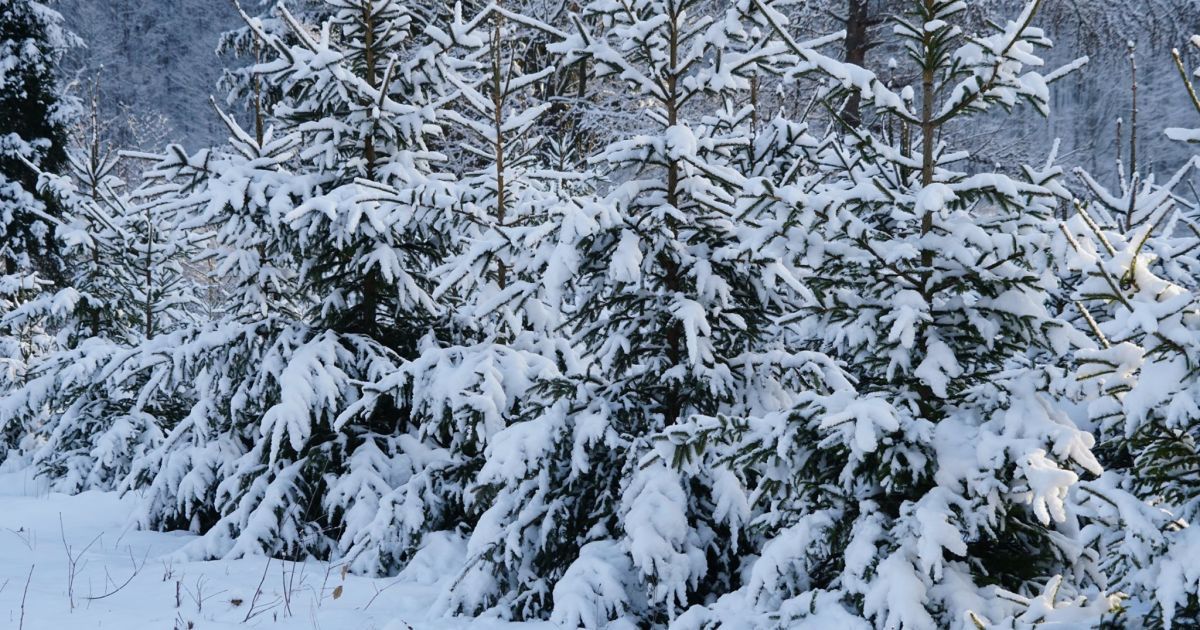 Народные приметы, обряды и обычаи 22 декабря