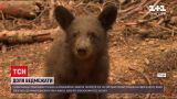 Новости мира: в Калифорнии пожарные следят за медвежонком, который мог осиротеть во время пожара