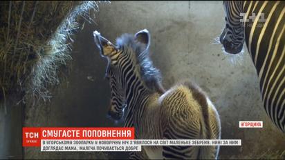 В угорському зоопарку у новорічну ніч з'явилося на світ маленьке пустельне зебреня