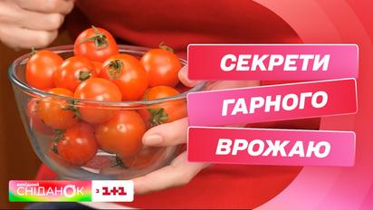 Це варто знати аби помідори дали гарний врожай – поради від Антоніни Лесик