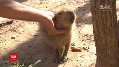 Бебі-бум у світі тварин. Малечу, яка народилася влітку, показали у звіринці під Києвом