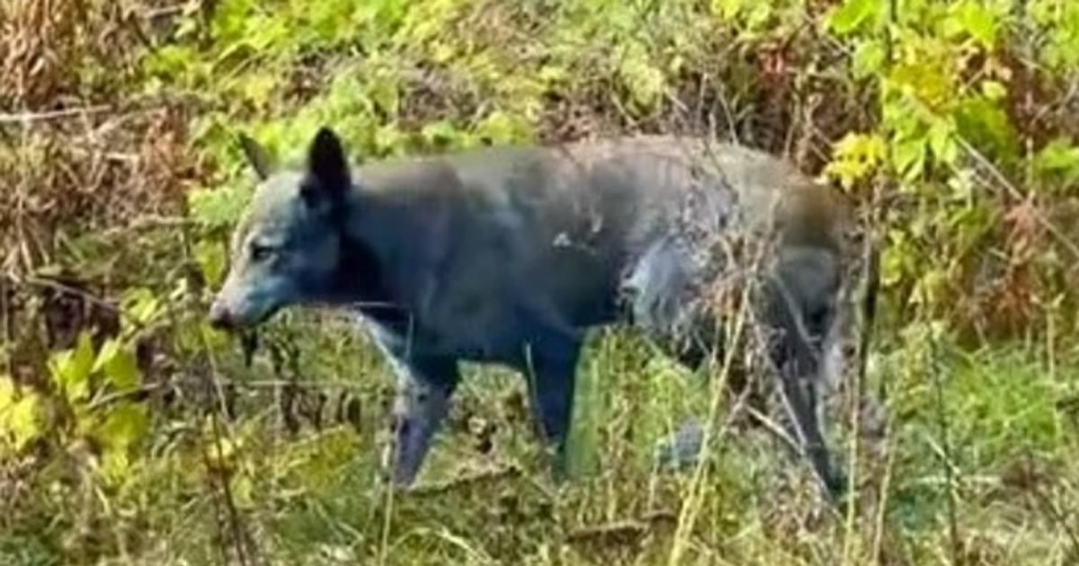 Сині собаки у Чорнобилі