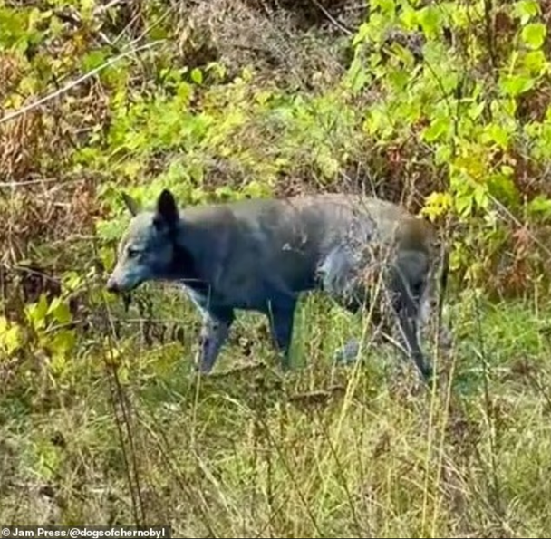 Синие собаки в Чернобыле / Фото: Dogs of Chernobyl