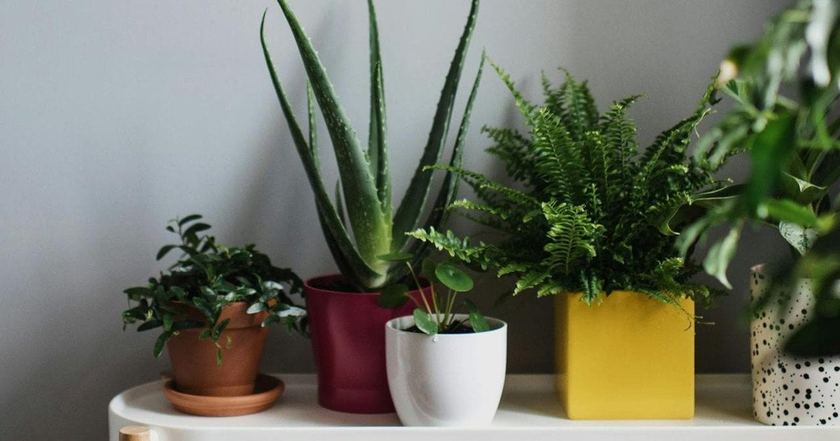 Невибагливі кімнатні рослини