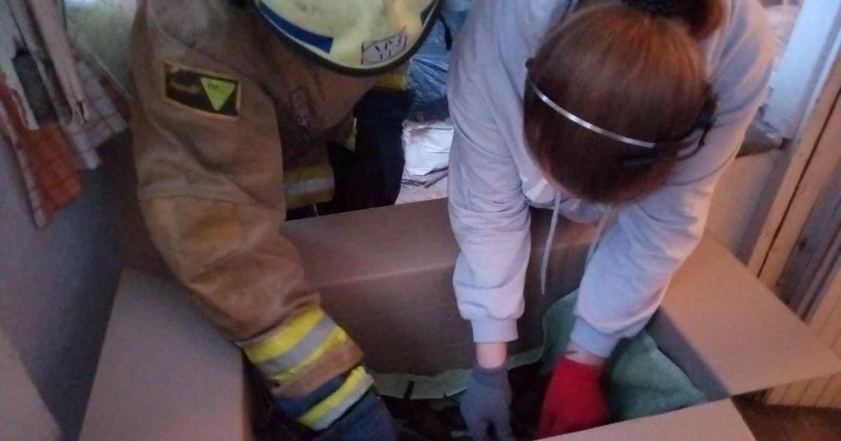 В Днепре в жилой квартире на балконе спали почти 1000 летучих мышей: что с ними сделали