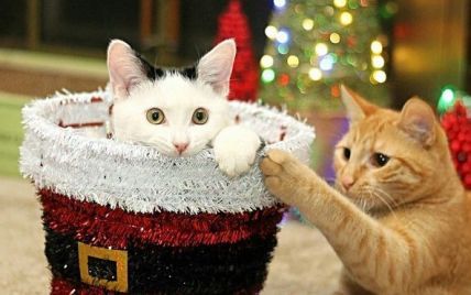 Котики Встречают Новый Год