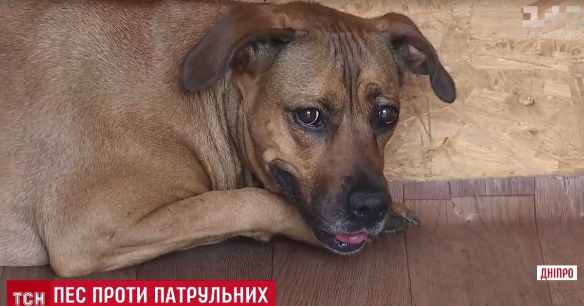 У Дніпрі бійцівський собака напав на патрульних поліцейських після команди "фас" свого господаря