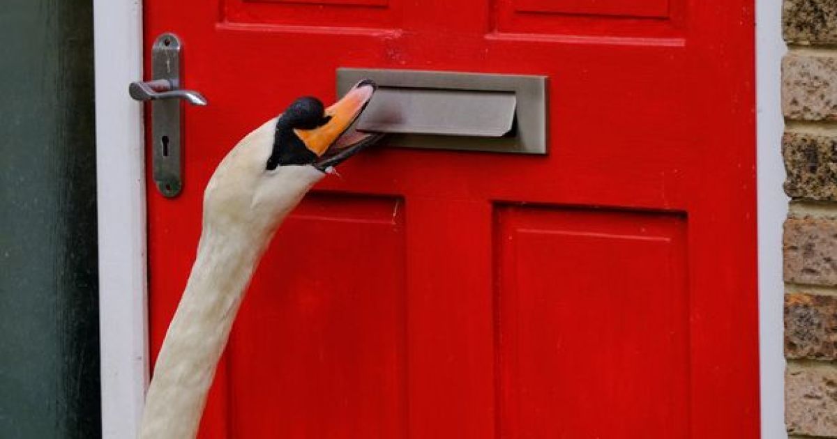 Нарушитель общественного порядка: в Британии лебедь Седрик годами терроризирует местных жителей