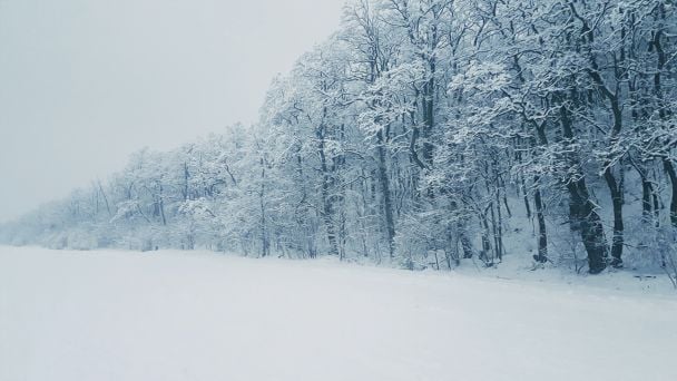 6 февраля кружит вьюга – корма для скота будет мало / © Pexels