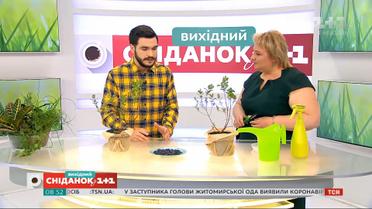 Как правильно выбрать и посадить жимолость