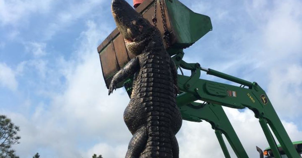 величезний алігатор_2 / © Blake Godwin / Facebook