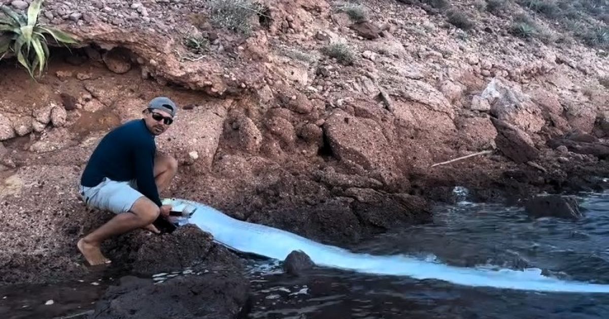 На пляж выбросило еще одну веслорыбу