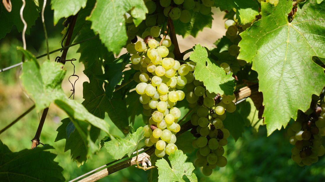 Как вырастить богатый урожай винограда - советы мичуринских специалистов