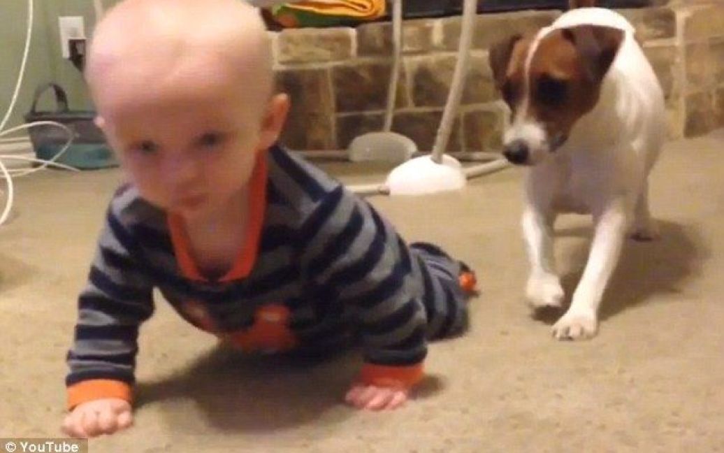 Собака учит малыша ползать / © YouTube/Cevaplio Com