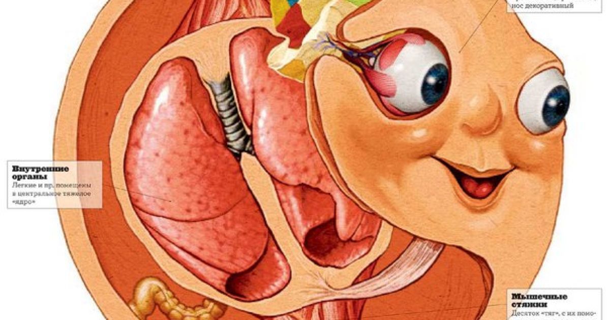 В обеих моделях не предусмотрено места для желудка