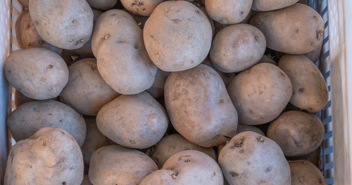 Коли найкраще садити картоплю 2026 року
