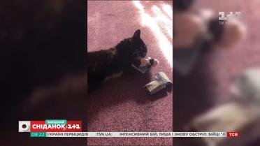 Кумедні відео домашніх улюбленців від глядачів "Сніданку"