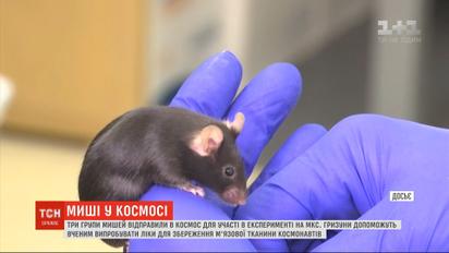 Три групи мишей відправили у космос для участі в експерименті на МКС
