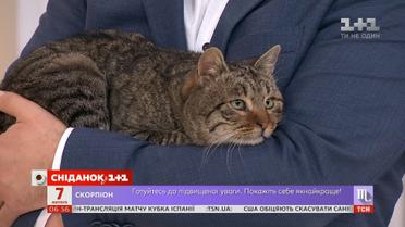 Смугасте щастя шукає родину