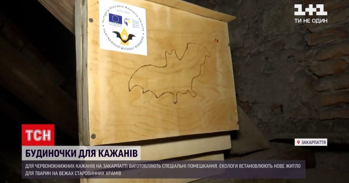 Будиночки для кажанів: на Закарпатті екологи встановлюють оселі для рукокрилих у храмах
