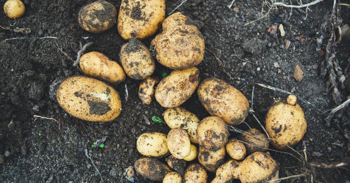 Чим обробити картоплю від хрущів