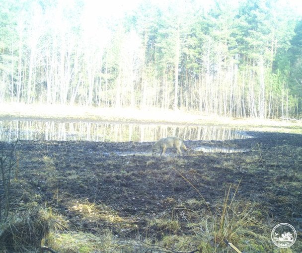 В Россоховском природном научно-исследовательском отделении обнародовали новые кадры из фотоловушек, зафиксировавших жизнь дикой природы