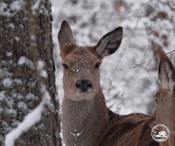 В Чорнобильському заповіднику помітили вагітних олениць