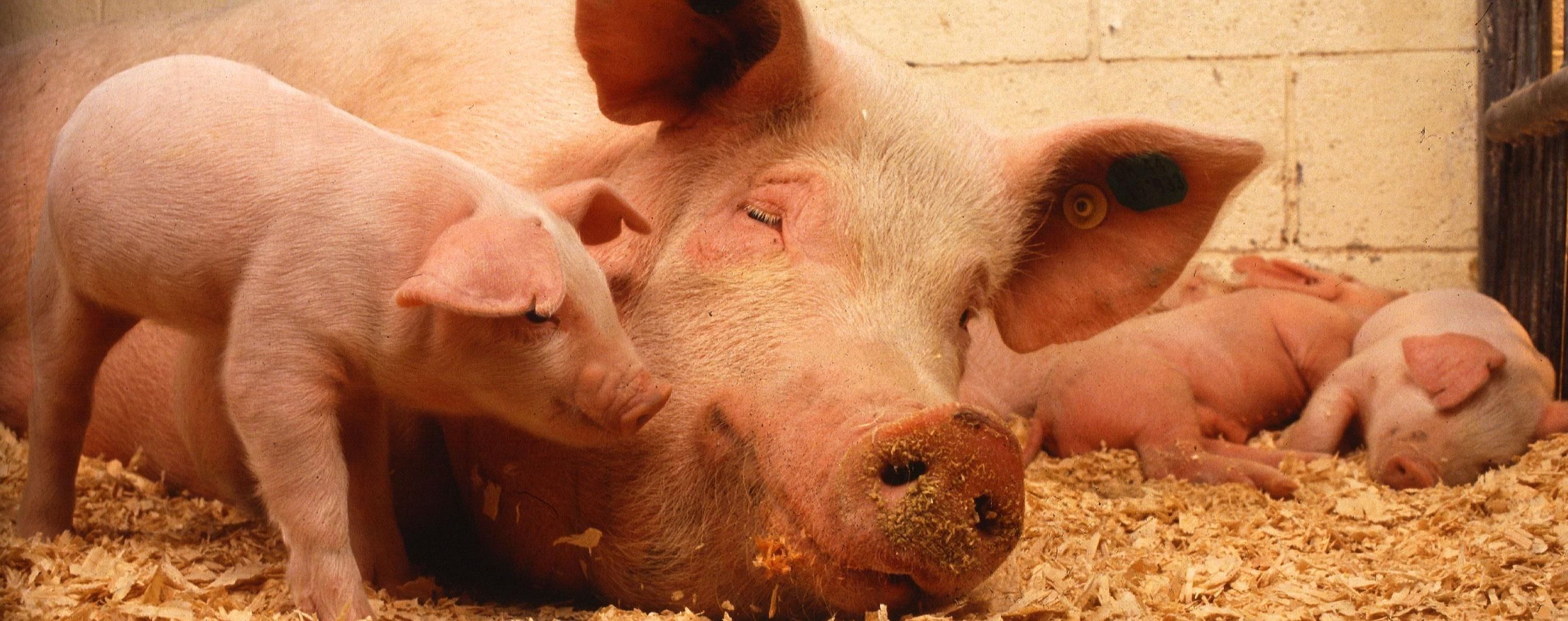 На Львовщине в пожаре на предприятии погибли полтысячи свиней