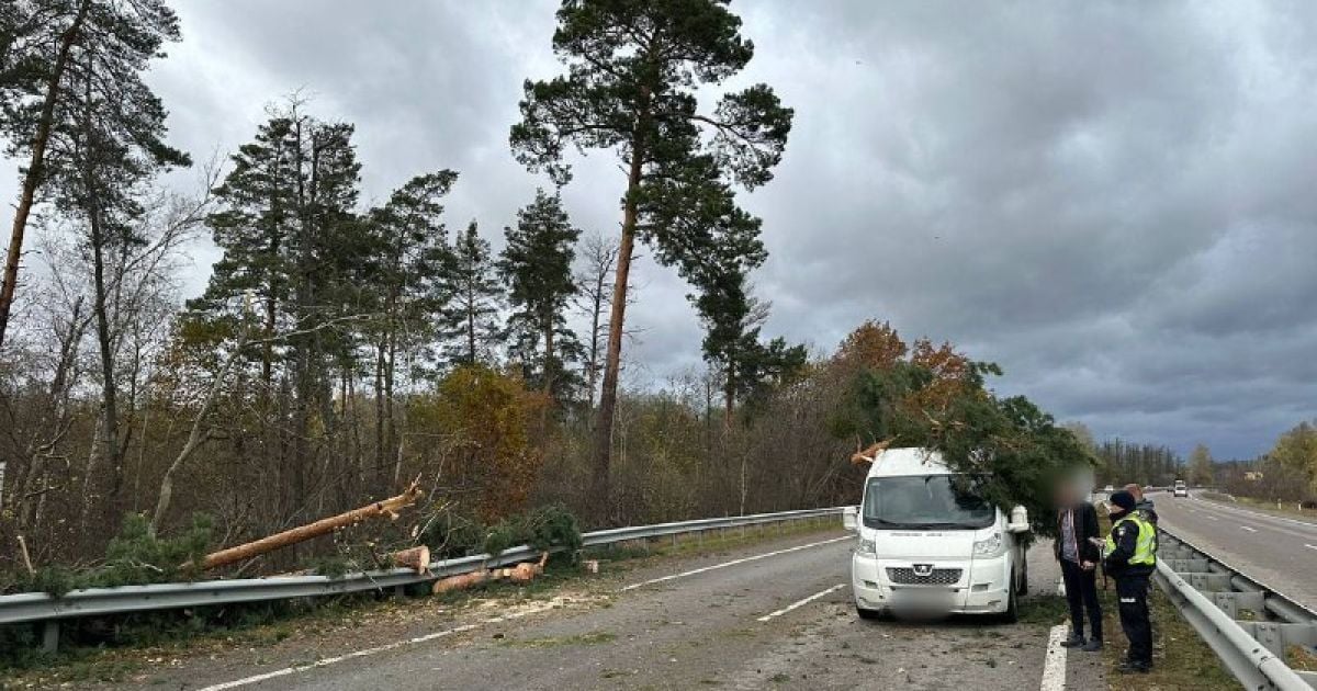 В Обухові дерево впало на дорогу, якою рухалися автівки