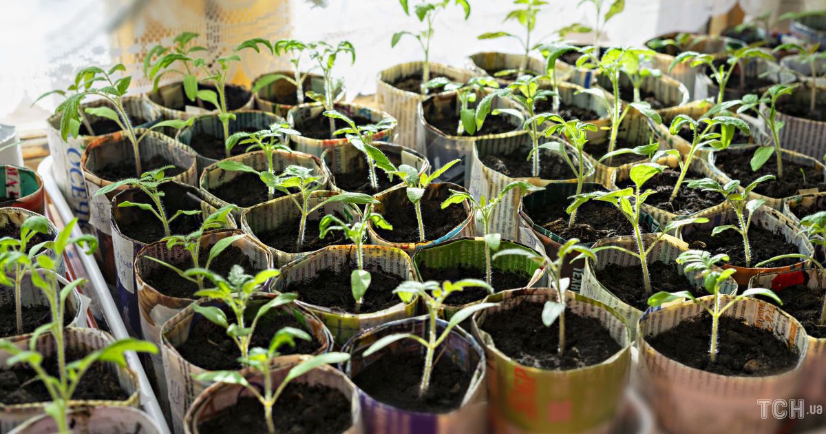 Посівний календар на березень-2022: готуємось до сезону посадження