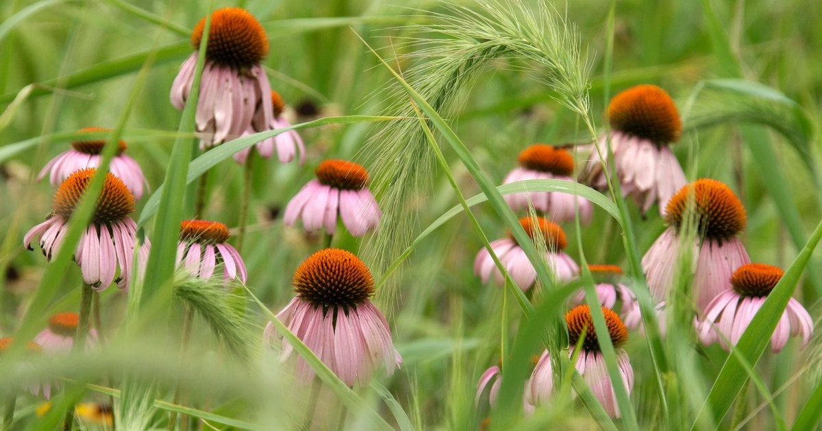 Квіти Ехінацеї