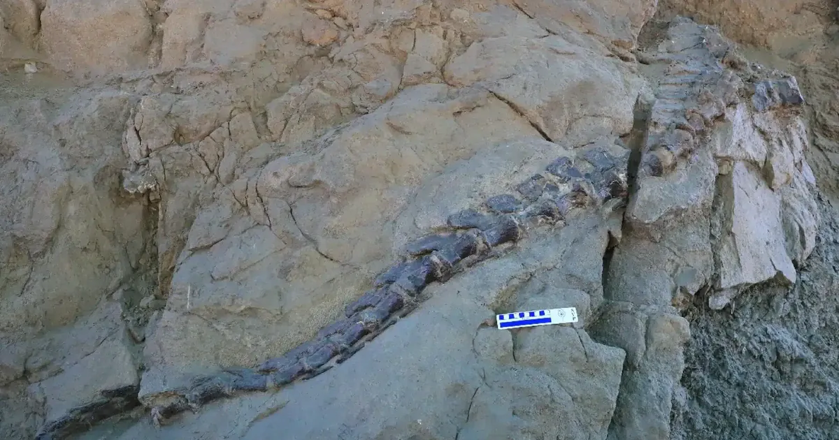 Окаменелость динозавра