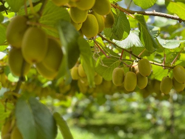 Актинідія витривала / © unsplash.com