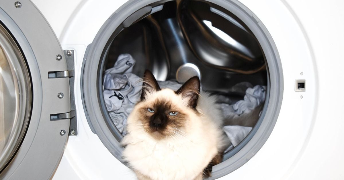 Как очистить лоток стиральной машины: простой, действенный и безопасный способ