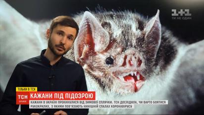 Летучие мыши проснулись: стоит ли бояться рукокрылых, с которыми связывают вспышку коронавируса