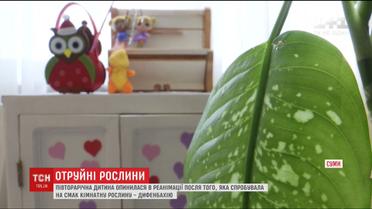 У Сумах півторарічна дитина опинилась в реанімації через отруєння кімнатною рослиною
