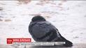Метеорологи прогнозируют, что новогодние праздники будут снежными и морозными