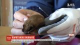 Харьковские волонтеры организовали спецоперацию, чтобы освободить с ловушки летучих мышей