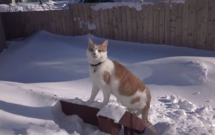 "Освободительная битва" кота со снегом насмешила более полумиллиона пользователей