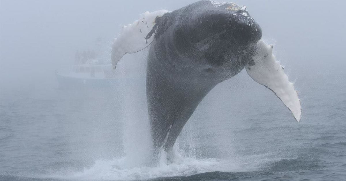 Кит неожиданно появился перед туристами