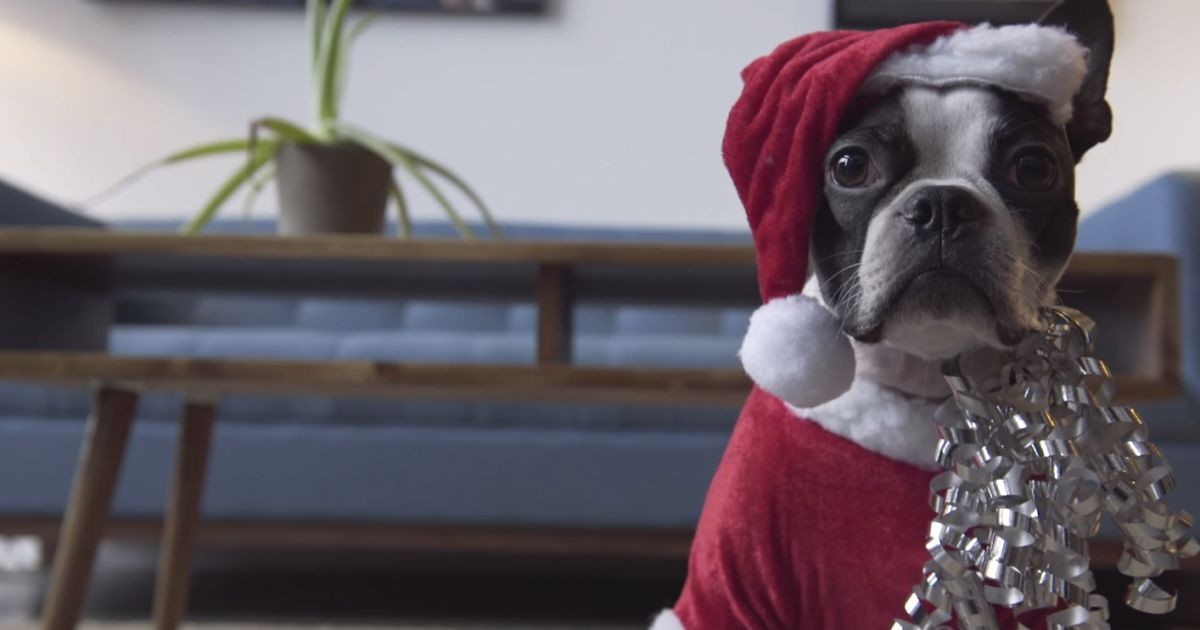 Five вже став зіркою мережі