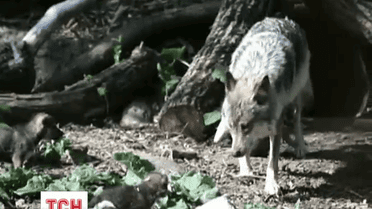 Трое маленьких волчат в зоопарке Чикаго впервые вышли к публике