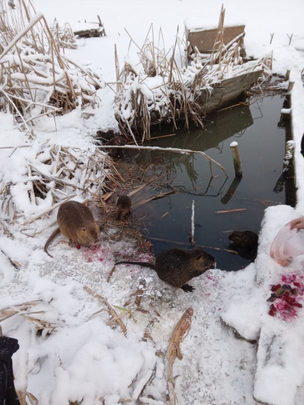 Нутрії в Полтаві / © ТСН.ua