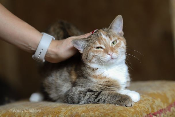 Почему мурлыкают коты — ученые наконец-то нашли ответ
