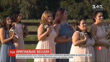 Щенки вместо цветов: в штате Флорида невеста устроила необычное бракосочетание