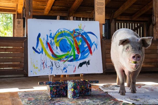 Пігкассо / Фото: instagram.com/pigcassohoghero